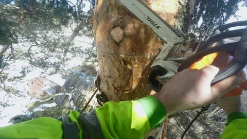 Arborist cut down a knot on a tree pov Stock Footage 97407158