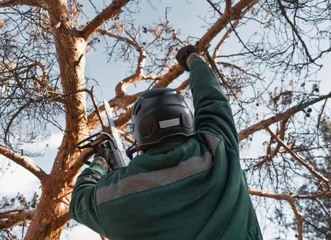 Arborist cuts down the branches of a dried emergency tree. Height climber wor Stock Photos