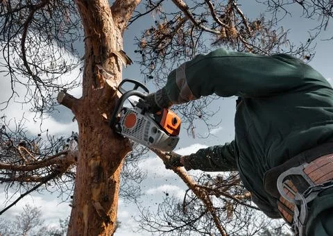 Arborist cuts down the branches of a dried emergency tree. Height climber w.. Stock Photos