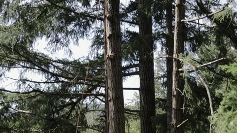 Arborist cuts section off tree and pushes it down Stock Footage 314009869