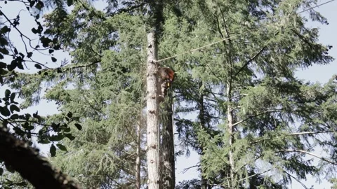 Arborist cuts section off tree and pushes it down Stock Footage 314013795