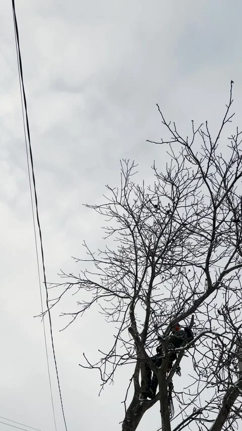 An arborist cuts a tree with a chainsaw in winter Stock Footage 269877667