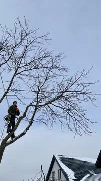 An arborist cuts a tree with a chainsaw in winter Stock Photos