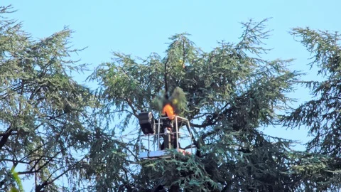Arborist cutting branches of a tree Stock Footage 125157521