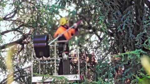 Arborist cutting branches of a tree Stock Footage 125158973