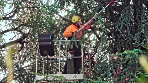 Arborist cutting branches of a tree Stock Footage 125159420