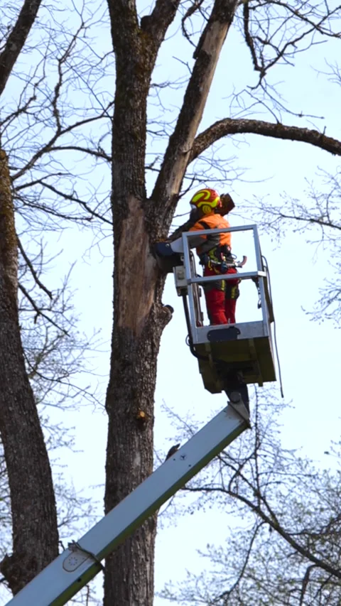 Arborist cutting a dead tree with a chainsaw from a bucket truck Stock Footage 346022296