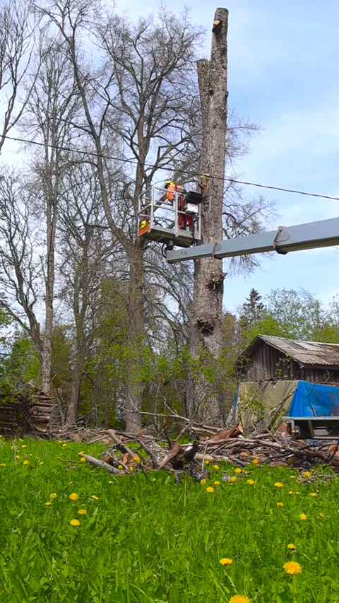 Arborist Cutting Down Large Tree with Chainsaw from Bucket Truck Stock Footage 336650879