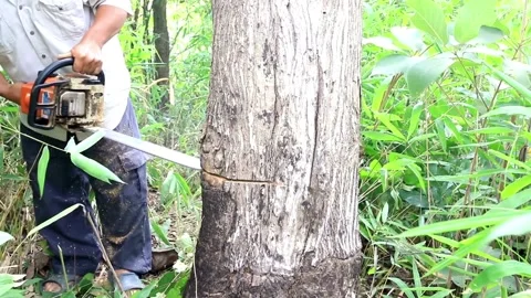 Arborist cutting down tree with petrol chainsaw Medium shot tilt down tilt up Stock Footage 336570409