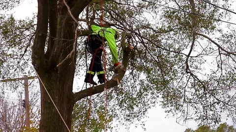 Arborist cutting down tree from yard Vídeos de archivo 71422968