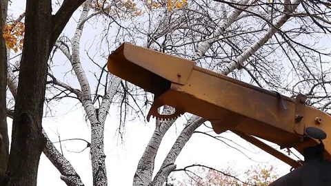 Arborist cutting down tree from yard Stock Footage 71423496