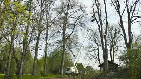 Arborist Cutting Tall Tree Branches with a Chainsaw Using a Bucket Truck Vídeos de archivo 336650849