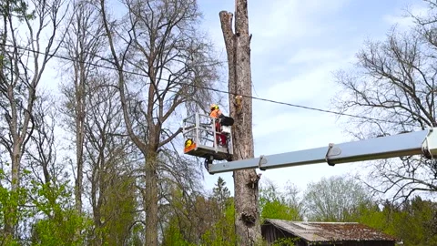 Arborist Cutting a Tall Tree Using a Chainsaw and a Bucket Truck Видео 336651896