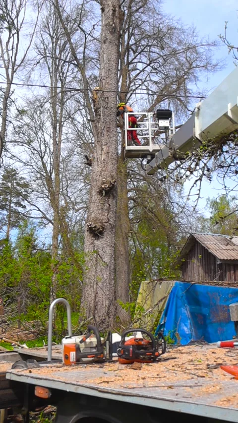 Arborist cutting a tall tree using a bucket truck and chainsaw Stock Footage 343934013