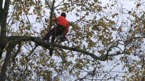 Arborist Cutting Tree 1 Stock Footage 33074123