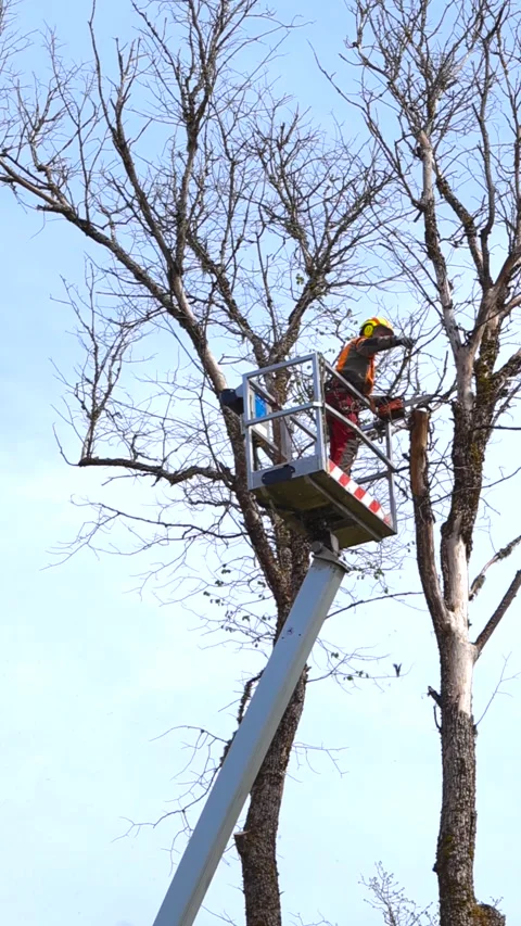 Arborist Cutting Tree Branches with a Chainsaw from a Bucket Truck Видео 336650881