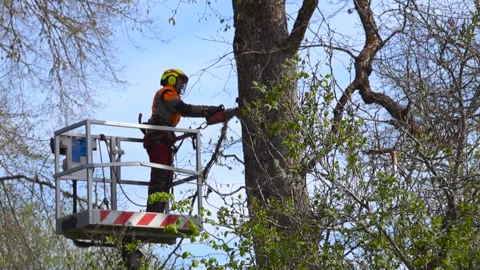 Arborist Cutting Tree Branches with a Chainsaw from a Bucket Truck Vidéo 336651030