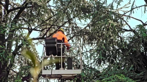 Arborist cutting tree with chainsaw Stock Footage 125157827