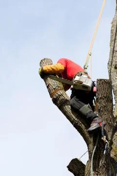 An arborist cutting a tree with a chainsaw Stock Photos
