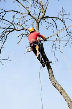 An arborist cutting a tree with a chainsaw Stock Photos