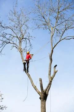 An arborist cutting a tree with a chainsaw Stock Photos