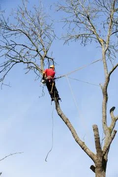 An arborist cutting a tree with a chainsaw Foto stock