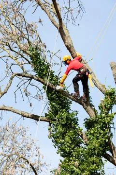 An arborist cutting a tree with a chainsaw Stock Photos