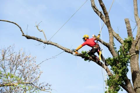 An arborist cutting a tree with a chainsaw Foto stock