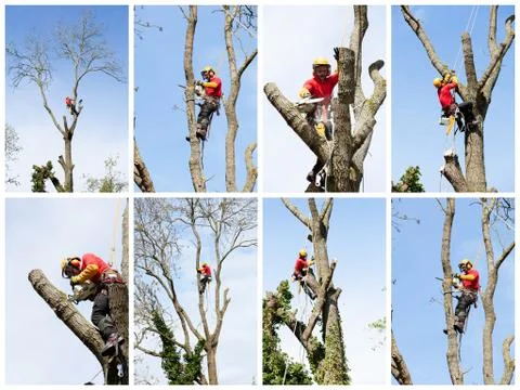 An arborist cutting a tree with a chainsaw Stock Photos