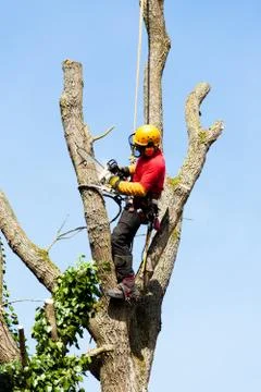 An arborist cutting a tree with a chainsaw Stock Photos
