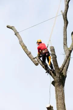 An arborist cutting a tree with a chainsaw Stock Photos