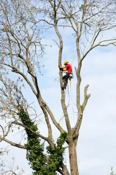An arborist cutting a tree with a chainsaw Stock Photos