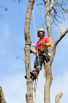 An arborist cutting a tree with a chainsaw Stock Photos