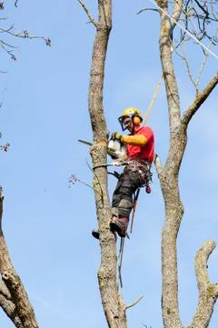 An arborist cutting a tree with a chainsaw Stock Photos