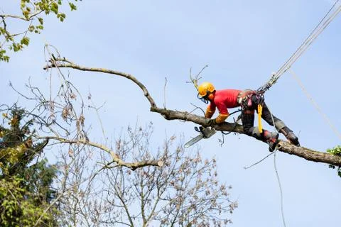 An arborist cutting a tree with a chainsaw Stock Photos