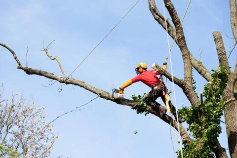 An arborist cutting a tree with a chainsaw Stock Photos