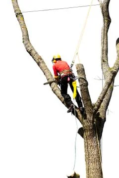 An arborist cutting a tree with a chainsaw Stock Photos