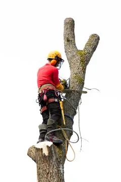 An arborist cutting a tree with a chainsaw Stock Photos