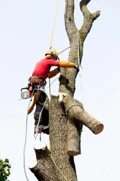 An arborist cutting a tree with a chainsaw Stock Photos
