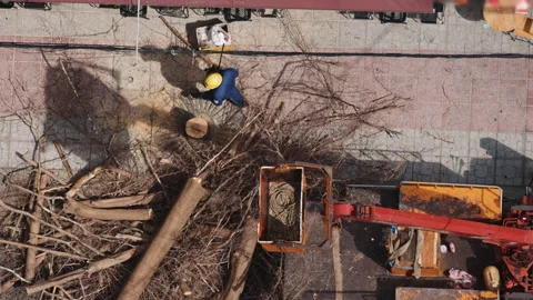 Arborist cutting tree trunk with chainsaw top down view Stock-Footage 337999598