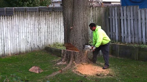 Arborist cutting tree trunk Video stock 71424210
