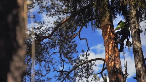 Arborist descends from a tree Stock Footage 97408077