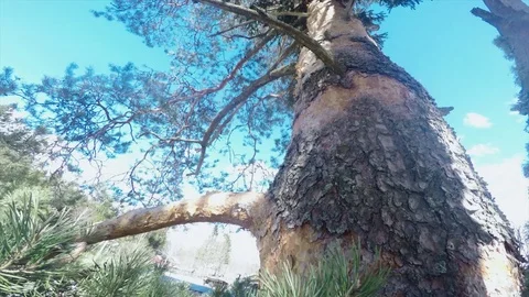 Arborist is insured when climbing a tree pov Stock-Footage 97406448