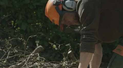 Arborist lumberjack cuts fallen tree trunk into rounds 05 스톡 동영상 37017742