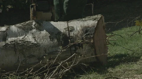 Arborist lumberjack cuts fallen tree trunk into rounds 01 Vidéo 37044459