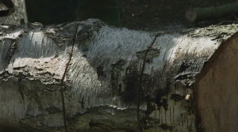 Arborist lumberjack cuts fallen tree trunk into rounds 03 Vídeos de archivo 37044706