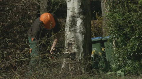 Arborist lumberjack cuts a wedge in the base of a tree 01 스톡 동영상 37037907