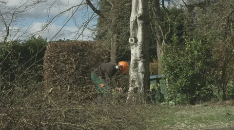 Arborist lumberjack cuts a wedge in the base of a tree 02 스톡 동영상 37038633