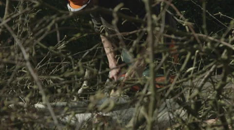Arborist lumberjack cutting up tree 07 Video stock 37018031