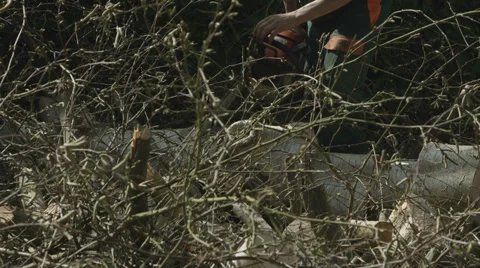 Arborist lumberjack cutting up tree 08 Stock-Footage 37018454